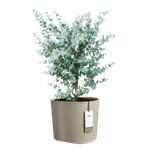 eden 35cm sanftes Taupe